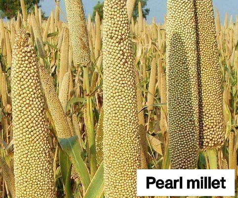 Seed